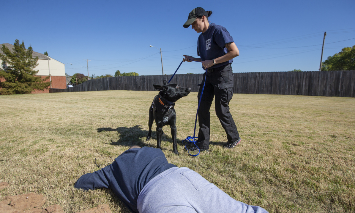 Search and rescue dogs train in Wichita Modesto Bee