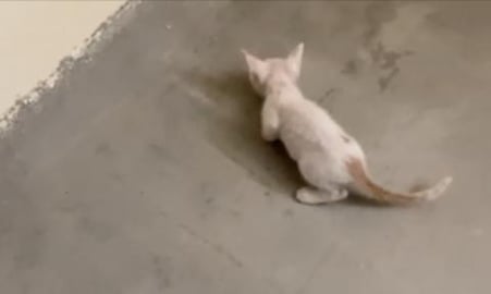 TIMMY LEARNING HUNTING ....HA ..HA..HA..{PART 21}