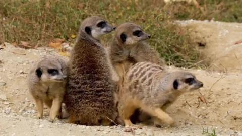 Animal Camera | MEERCATS and puppies