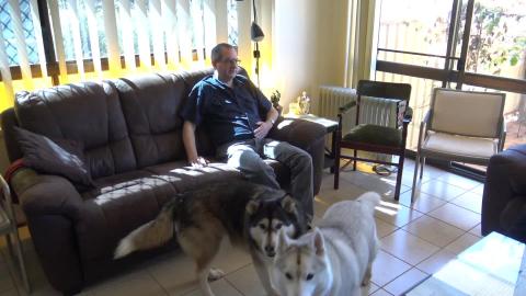 Husky's enjoying a house full of people at mums
