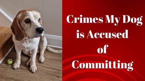 Crimes My Dog is Accused of Committing