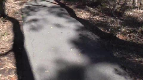 Excited Husky wants to run not walk in pretty area