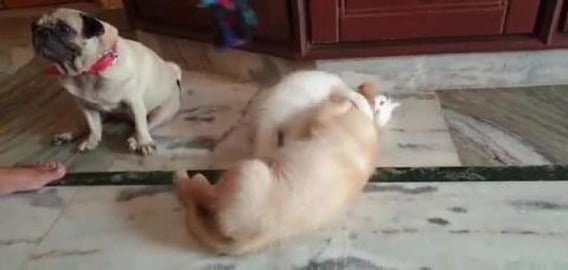 Persian Kitten & Golden Retriever Puppy playing together