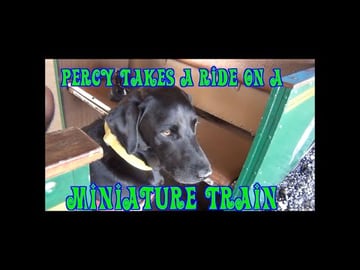 Our Dog Percy the Black Labrador Takes a Minuture Train t...