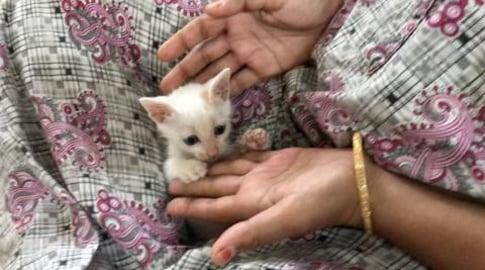 MY TIMMY CAT WANTS TO PLAY WHERE YOU KNOW??? {PART-2}