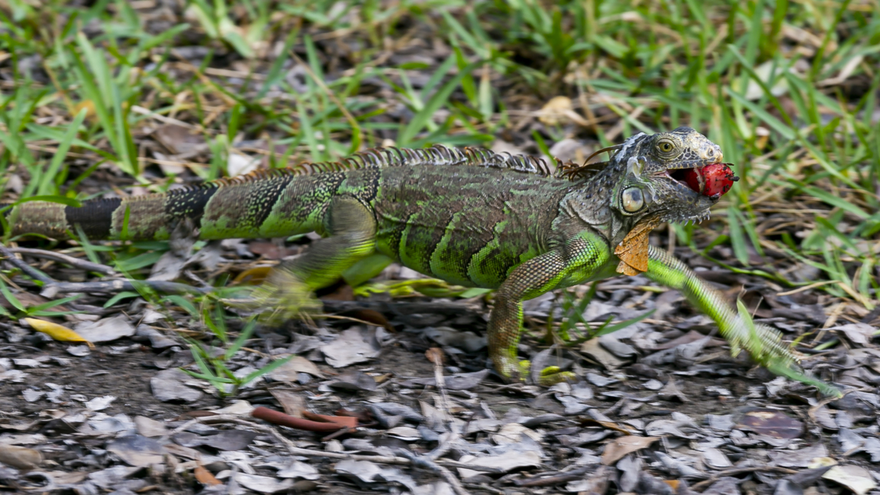 How to humanely kill an iguana in Florida Miami Herald