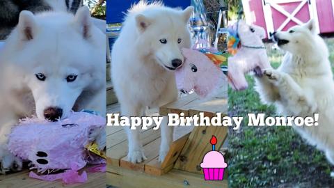 Husky VS Birthday Pinata 