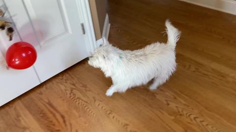 Millie And The Red Balloon