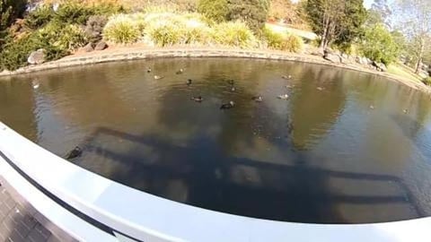 Three Huskies, a Kookaburra, and lots of ducks