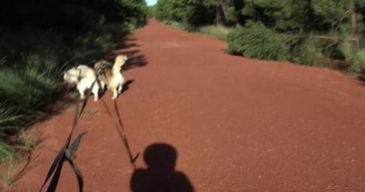 Going on a Husky hike at Pechey State Forest