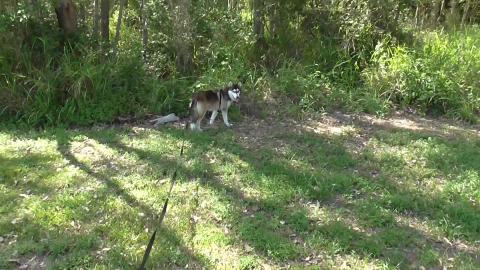 Husky wants to go exploring