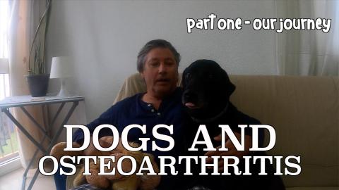 Percy the Labrador has Osteoarthritis 