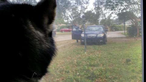 Tonka the Malamute's Sad! If Only People Loved Like Dogs ...