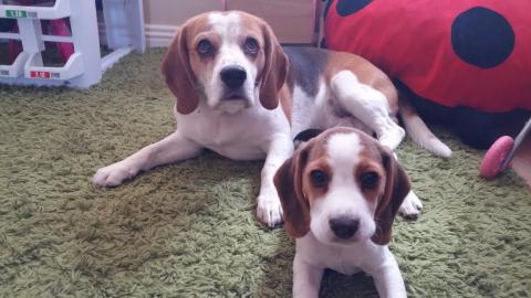 Who did pee on the carpet?!-Dog snitches on Guilty Puppy