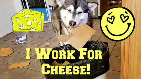 Malamute Puts His Trash In The Trash Can