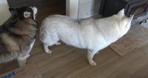 Tikaani's Birthday Presents from their Aunt Clare