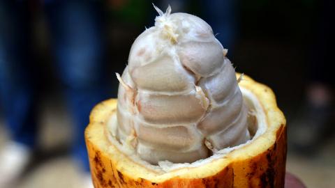 Top 10 Fruits You've Never Heard Of Part 2