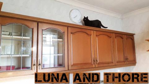 Luna And Her Favourite Spot In The Kitchen