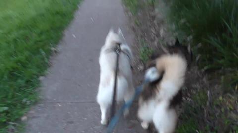 Lots of peeemails to read and reply to on Husky walk