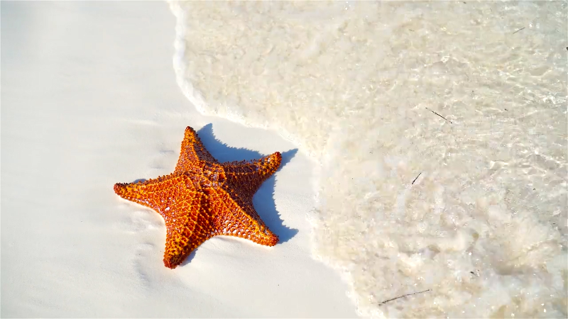 Sea stars may actually be walking heads with no bodies •