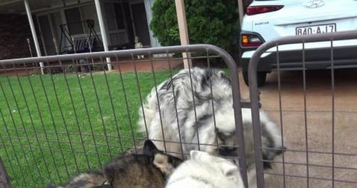 Time to visit our Malamute friend, who is loosing lots of...