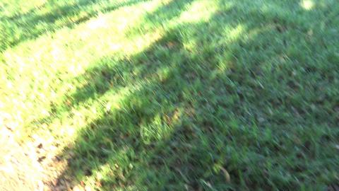 Mum's house is still there and Kookaburra's singing