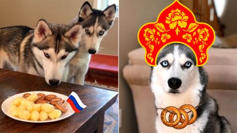 Huskies Trying Russian Foods | Funny Dogs Video