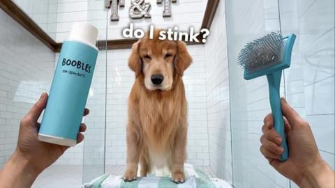 How I Groom My Golden Retriever ASMR