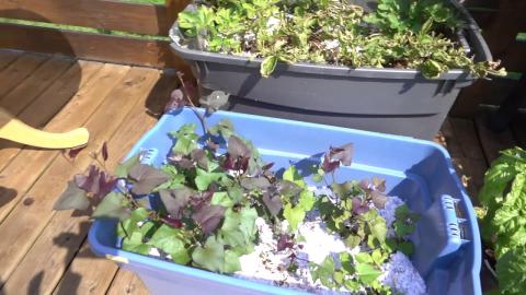 Garden Tour Update - July 29th
