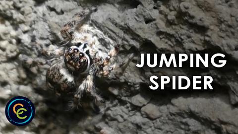 Jumping spider on the wall