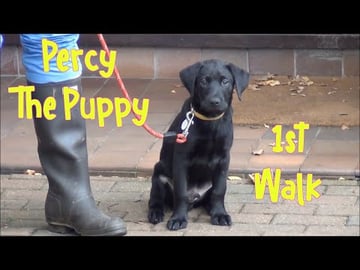 Our Puppy Percy the Black Labrador Retriever Puppy's firs...