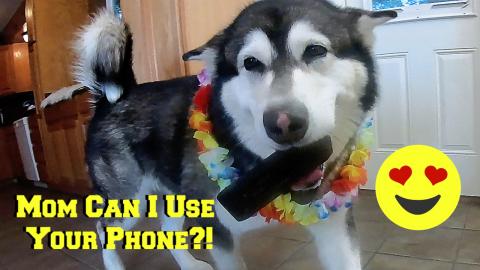 Malamute Uses Phone To Show What He Wanted For Breakfast