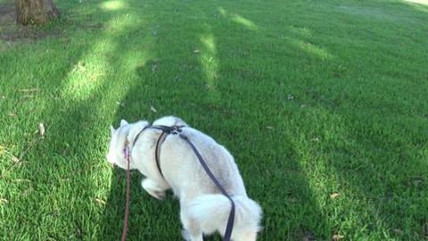 Second walk without Wolf & talking about his girlfriend