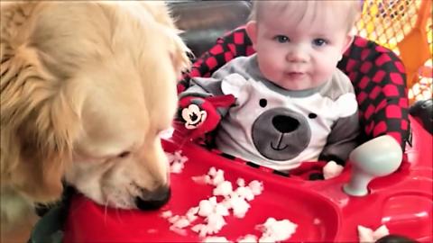 Baby and Golden Retriever Dog Play In Snow For The First ...