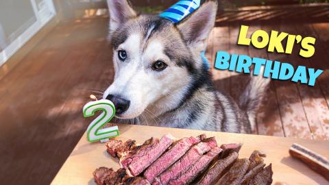 My Husky’s 2th Birthday – Loki Birthday Feast | Funny...