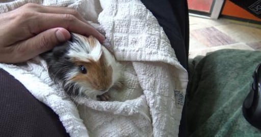 Guinea Pig Amaya telling you all about life