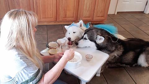 Malamute & Husky Help Cook Pigs In A Blanket