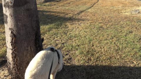 Husky Tikaani visits Greenmount Village