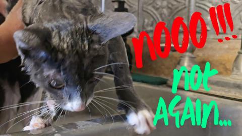Cat Care: Harley Gets a Flea Bath