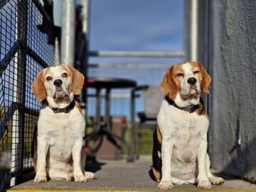 There is nothing sweeter than the cuddles and kisses of d...