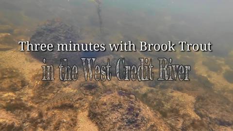 The Brook Trout of the West Credit - uNDERTALL 