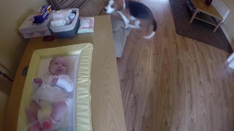 Cute Dog Helps With Changing Baby Diapers 