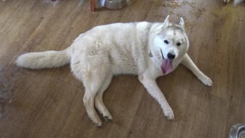 Two very dirty Golden Retrievers but still get pats