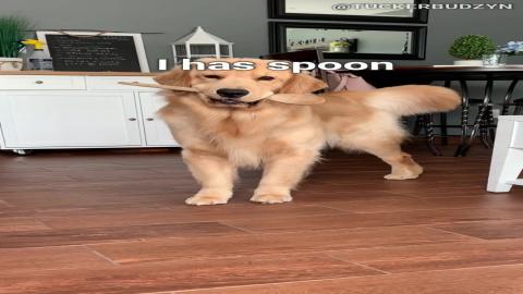 I Has Spoon, I Has Egg, I Has Baff!