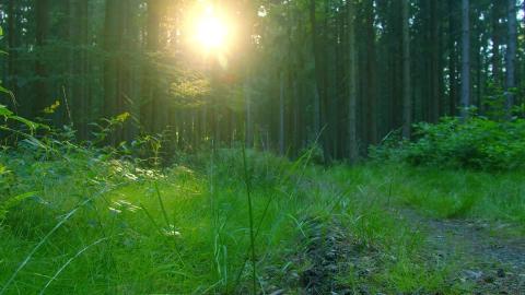 In the Forest Peace Beautiful Relaxing Music, Peaceful So...