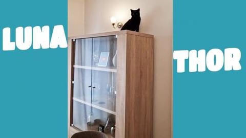 Little Kitten Climbing Everywhere