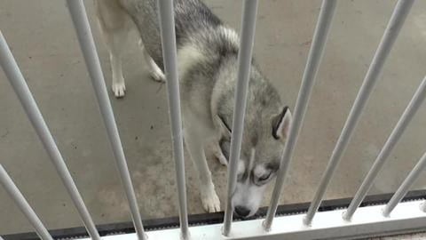 Popping down the road to see a Husky puppy