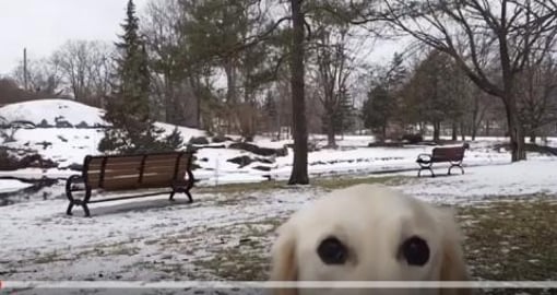 Winter River Walk with Lola 
