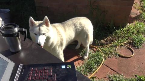 Breakfast with the doggies. Malamute & Husky try French t...