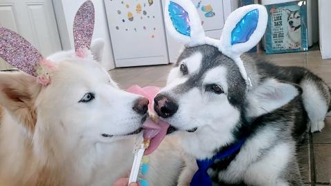 Malamute & Husky Help Cook Carrot Coffee Cake For Easter ...